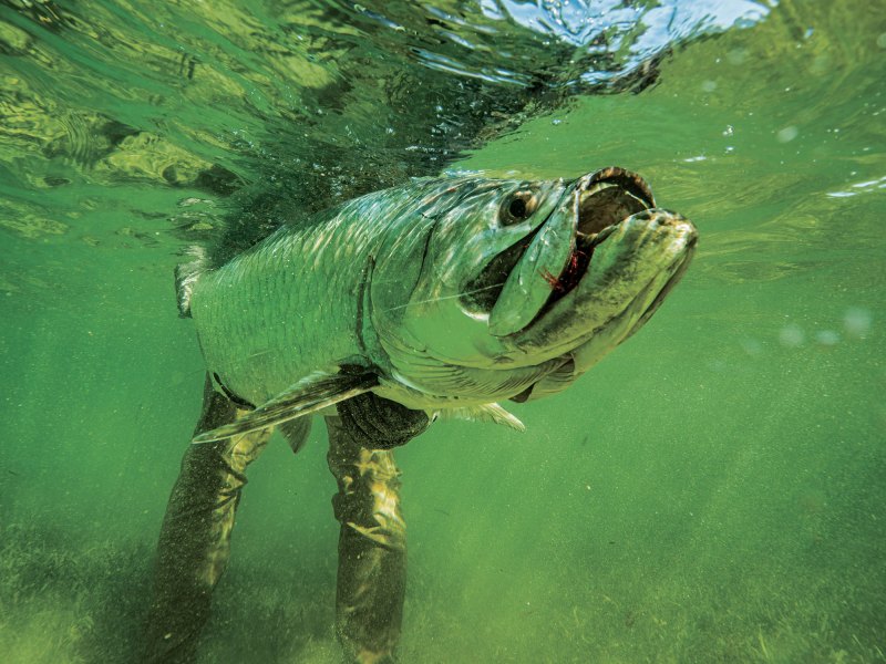 SPF1225-TAA-Texas-1 Tarpon caught in Texas