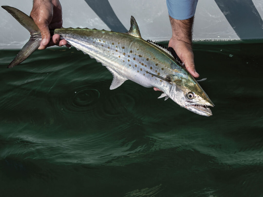 Spanish mackerel near a jetty
