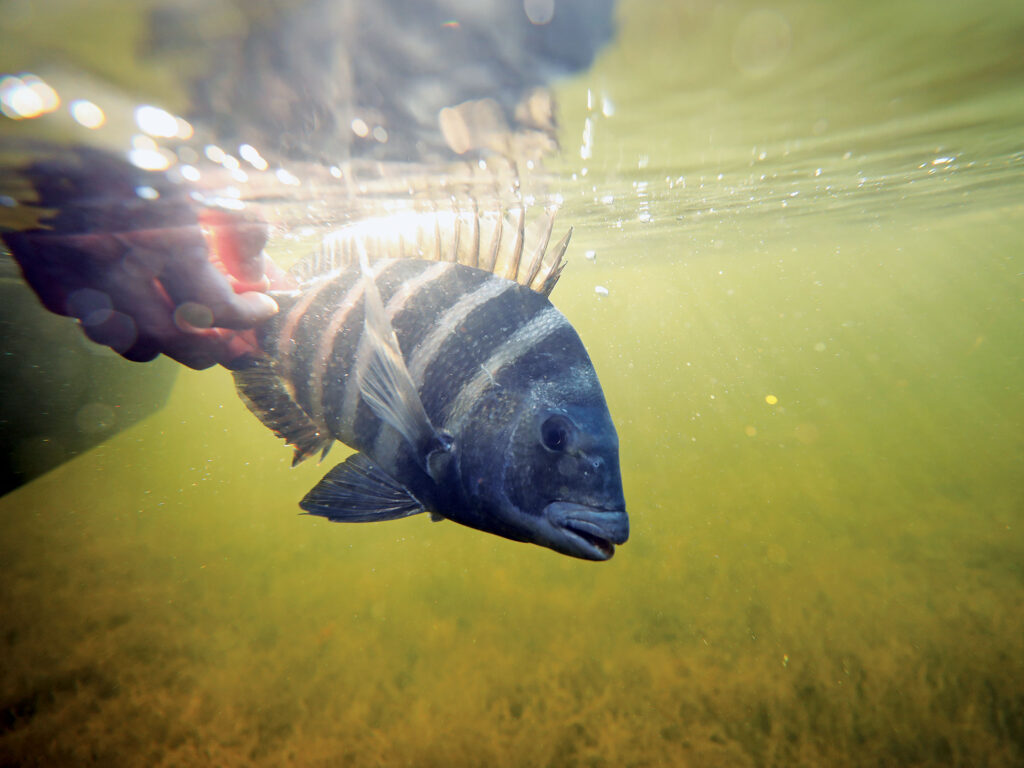 Sheepshead caught in Texas