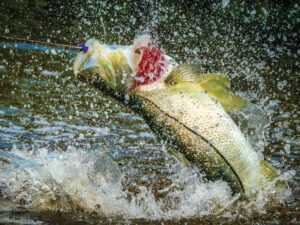 Large snook caught in Florida