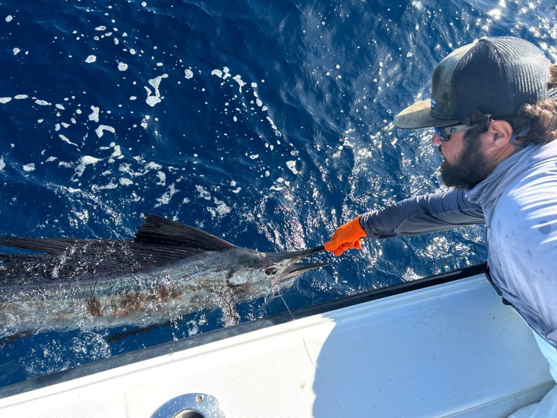 Sailfish