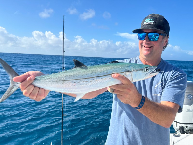 Spanish mackerel