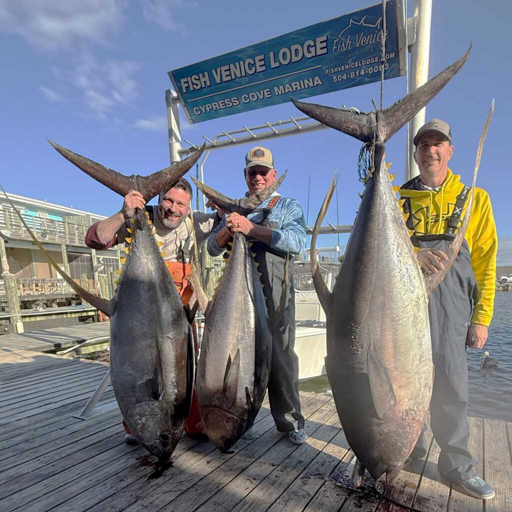 Three big yellowfin tuna.