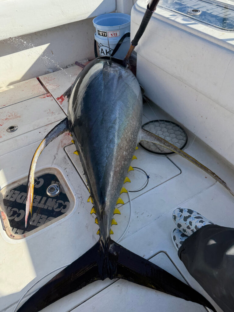 Yellowfin tuna on the deck.