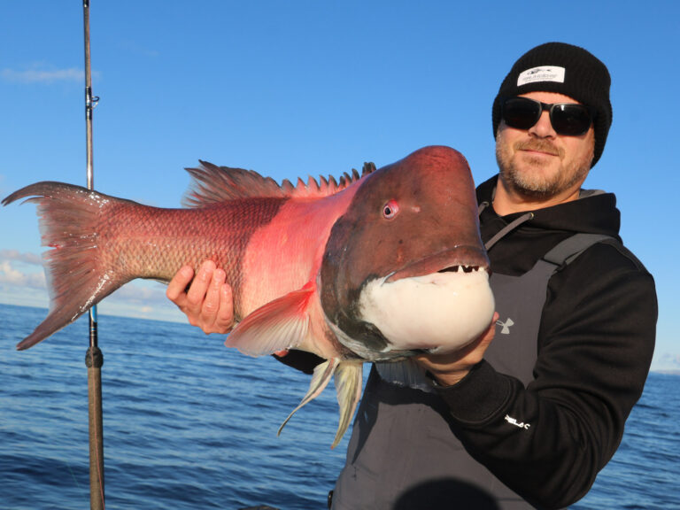 California Sheephead