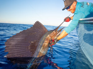 South Florida Sailfish