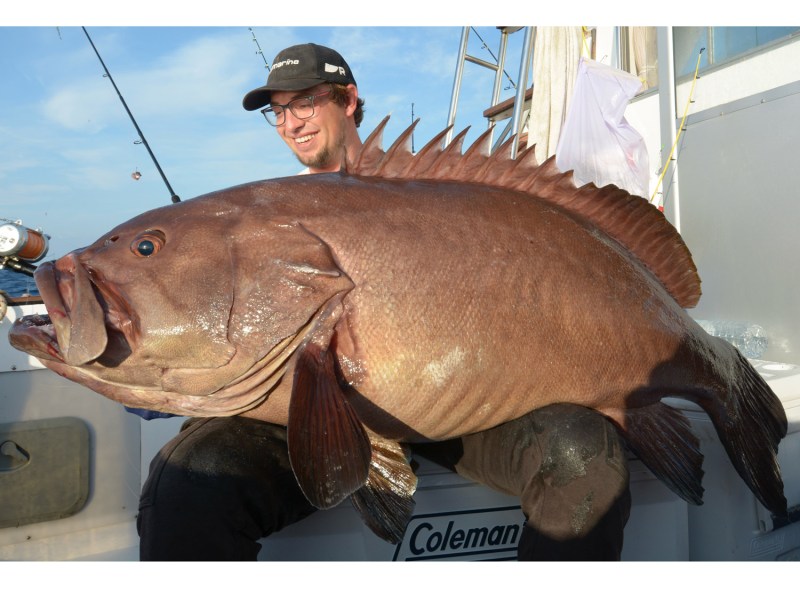 Mediterranean dogtooth grouper