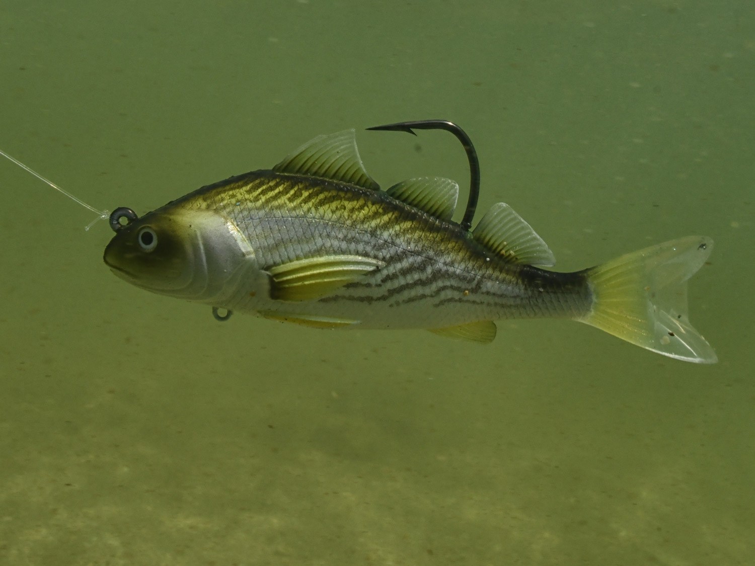 Catch More Speckled Trout: 27 Top Seatrout Lures