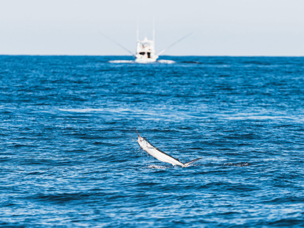 Billfish leaping out of the water