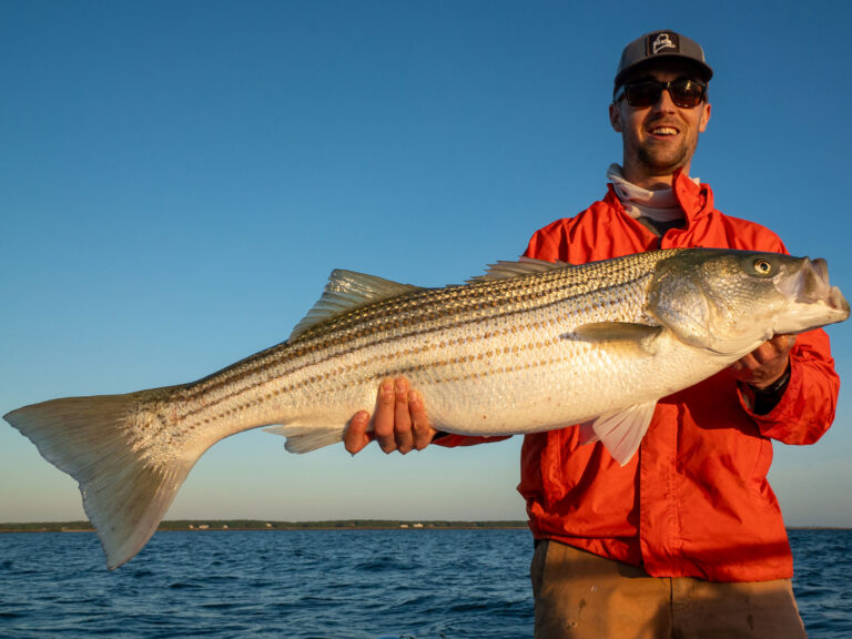 Large striped bass