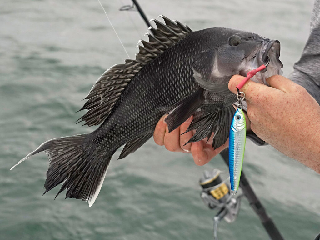 Black seabass caught in Ocean City