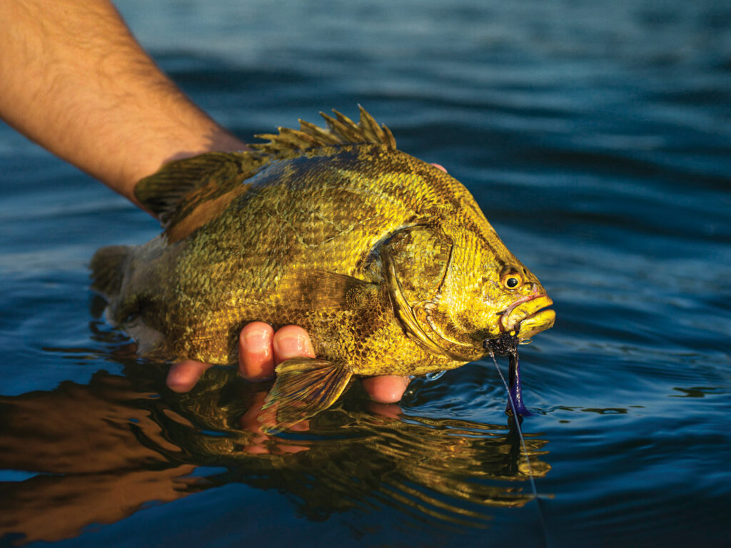 Georgia tripletail