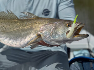 Seatrout lures