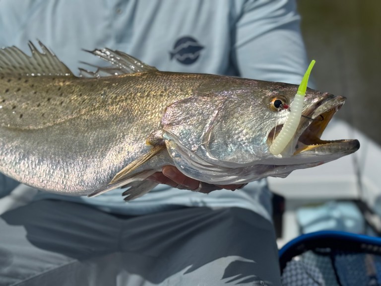 Seatrout lures