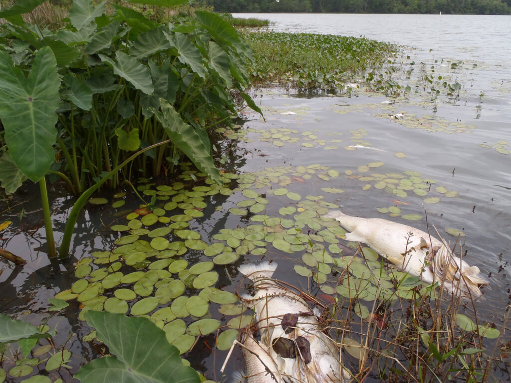 Winter fish kill snook