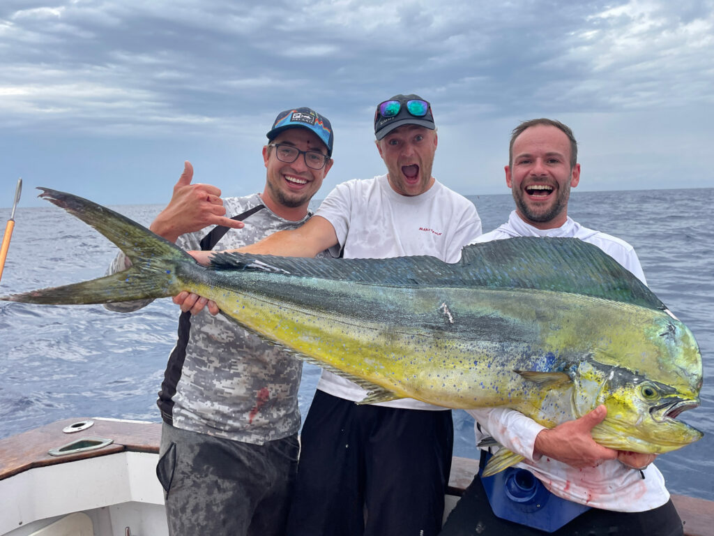 Dolphinfish (mahi-mahi) in the Mediterranean Sea