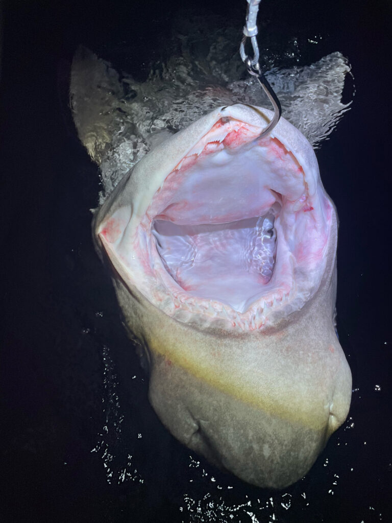 Bluntnose sixgill shark