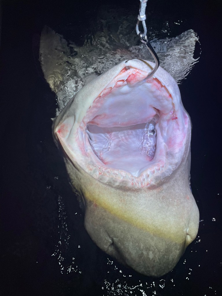 Bluntnose sixgill shark