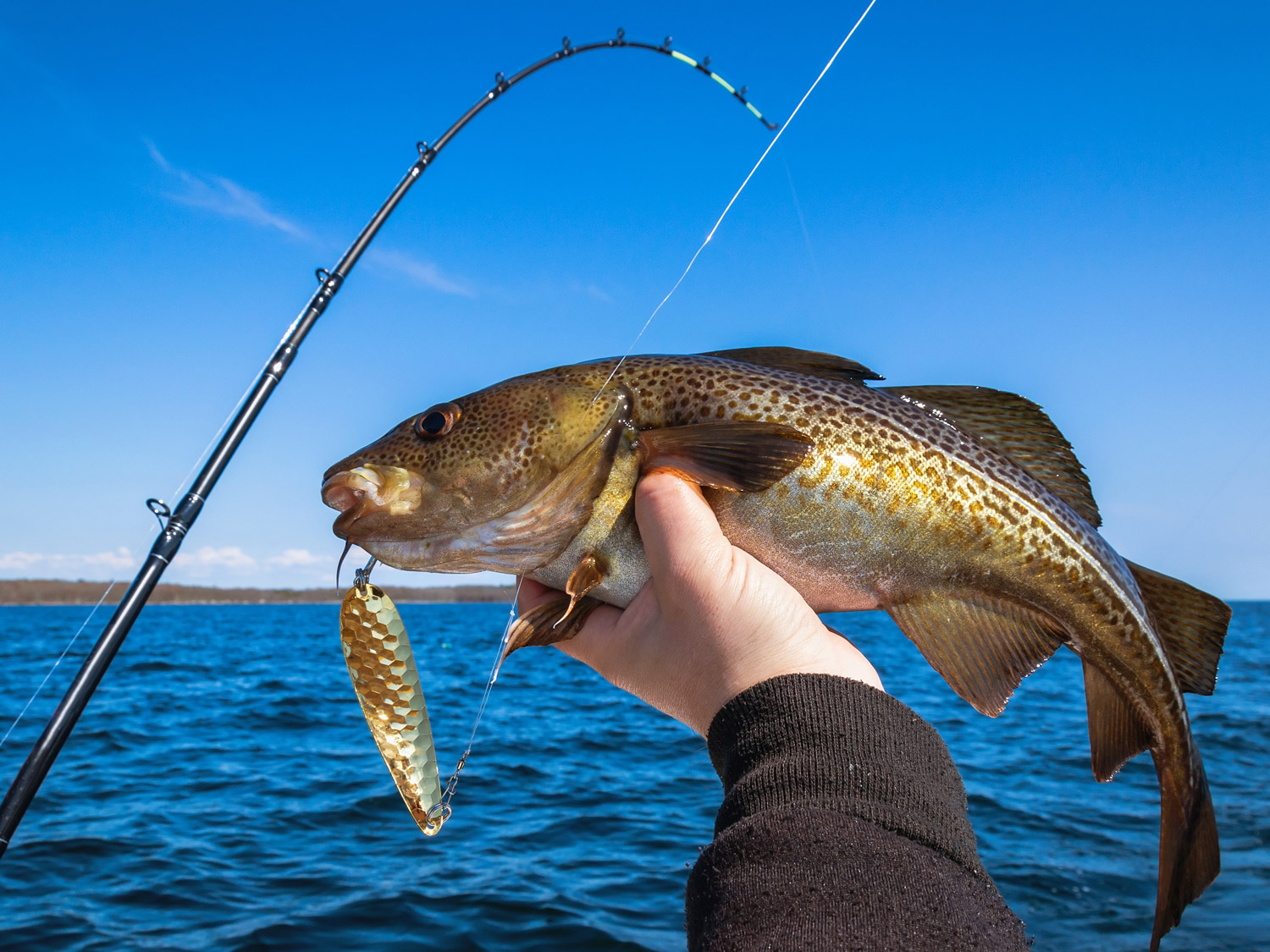 Cod caught on a spoon.