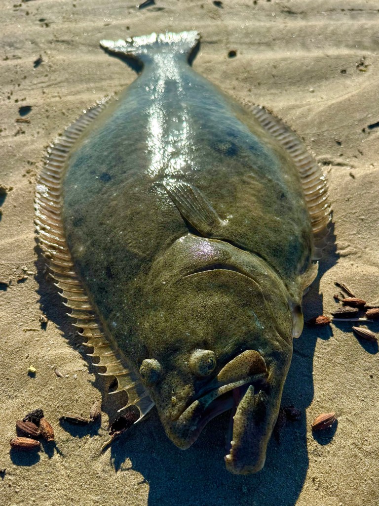 California halibut