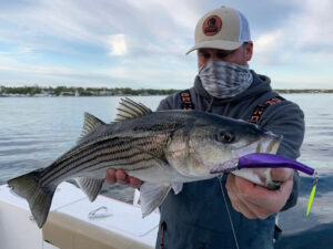 striped bass caught on a lure