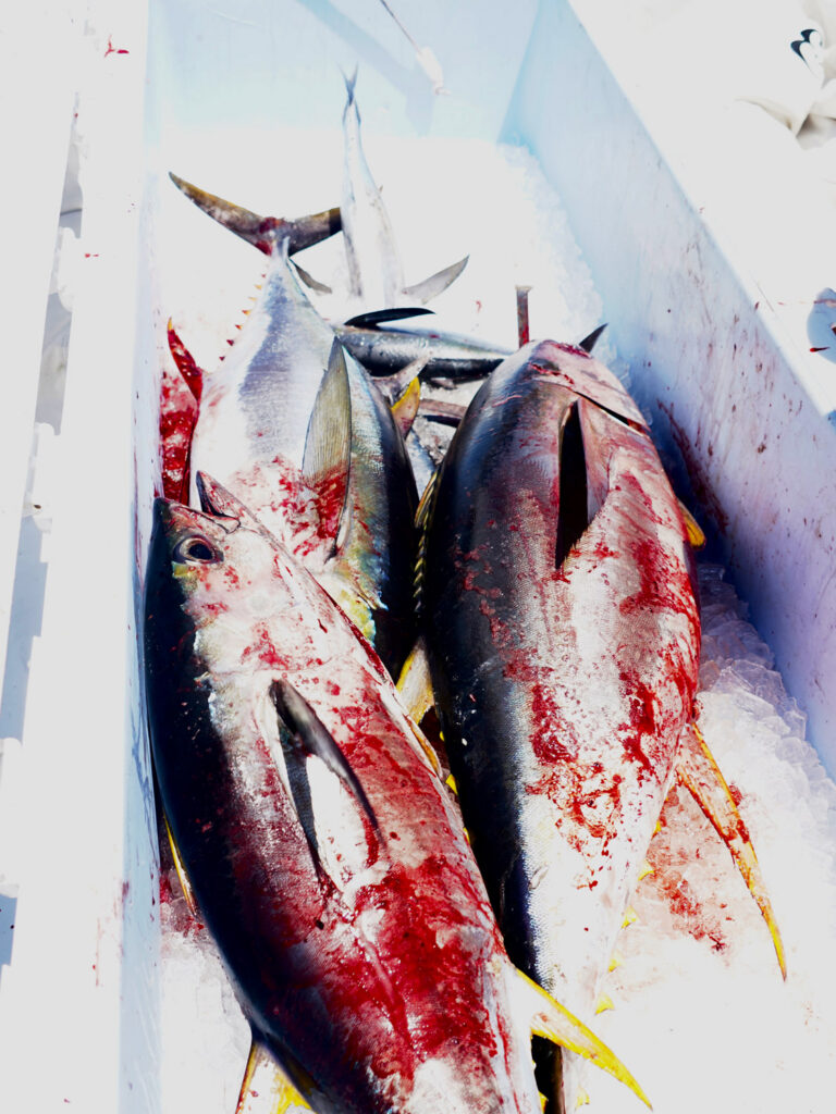 Yellowfin tuna in a fish box