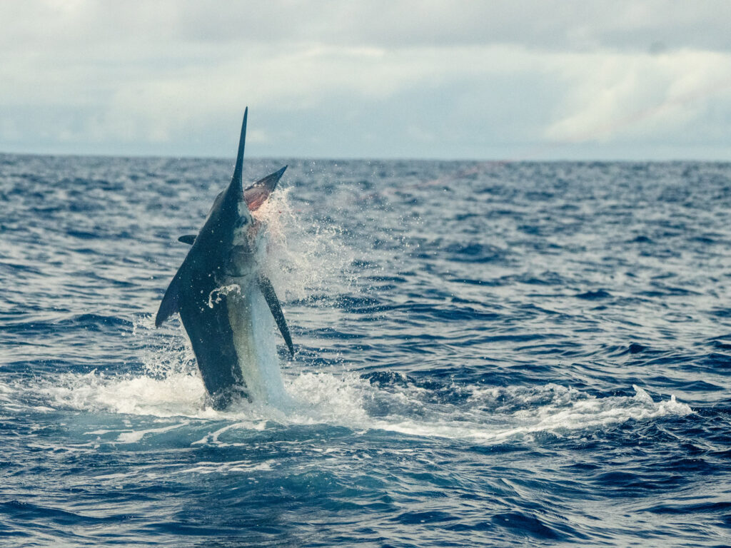 Blue marlin