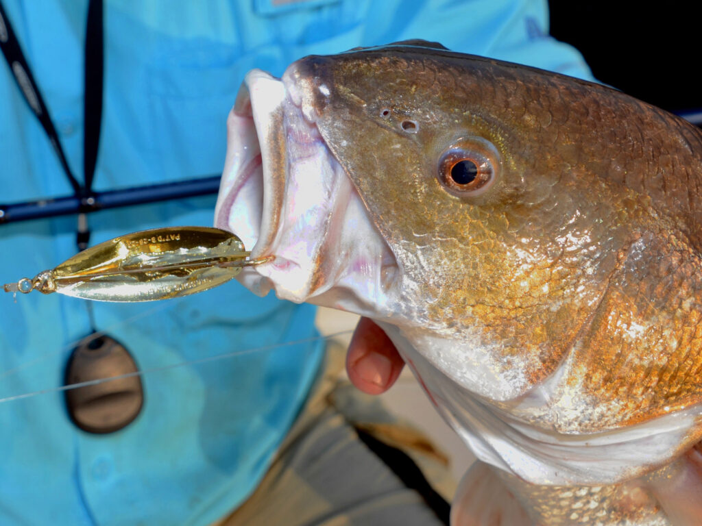 redfish caught on a spoon
