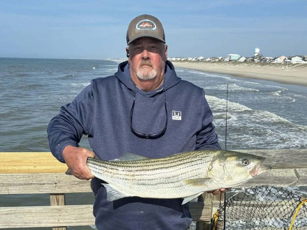 Striped bass caught from a pier