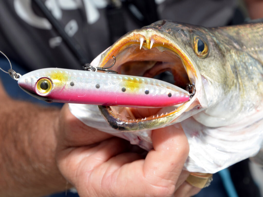 Seatrout caught on topwater