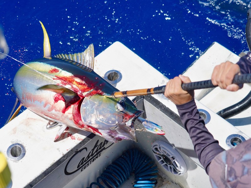 Yellowfin_rail Yellowfin Tuna