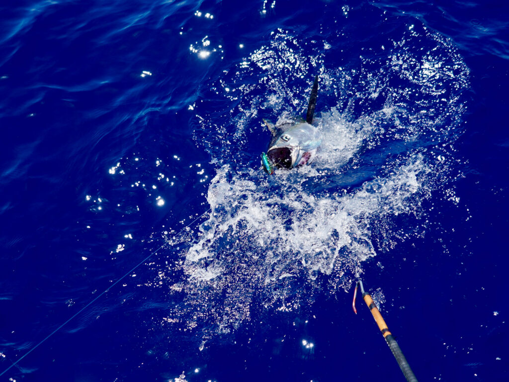 Yellowfin tuna in the water