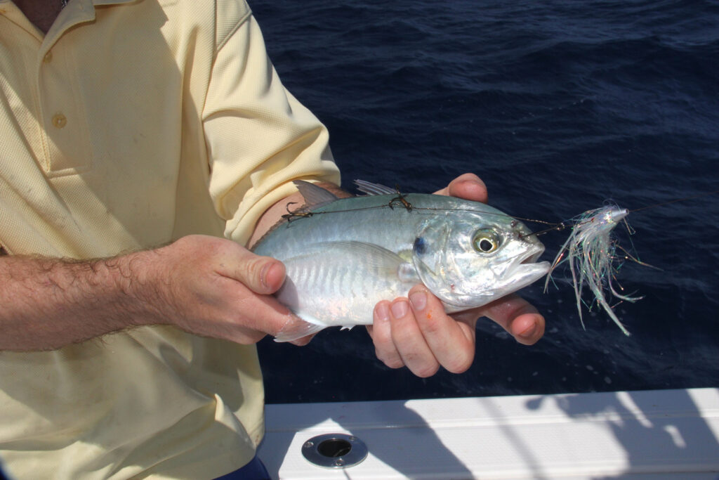 Stinger rig for kingfish