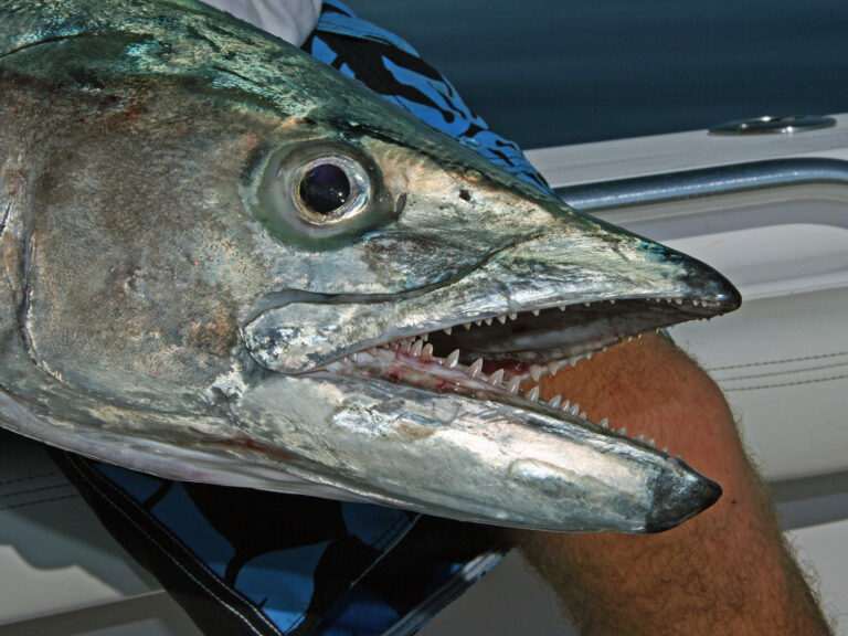 Kingfish (king mackerel)