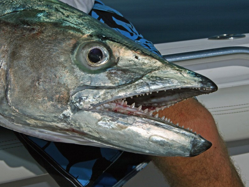Kingfish (king mackerel)