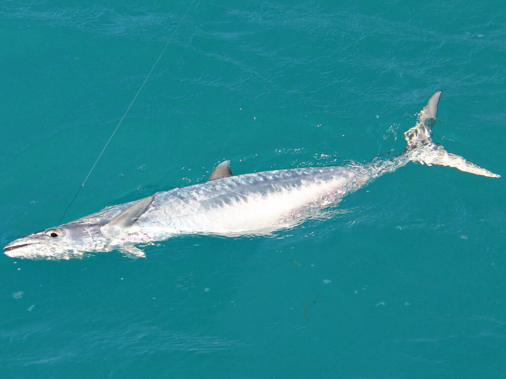 Kingfish in the water