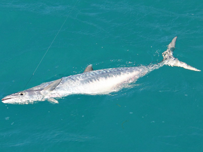 Kingfish in the water