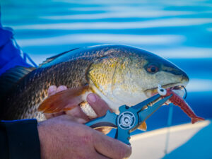 Fishing pliers and a redfish