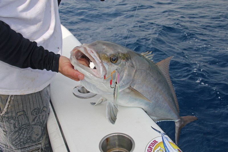 Gulf rig Amberjack