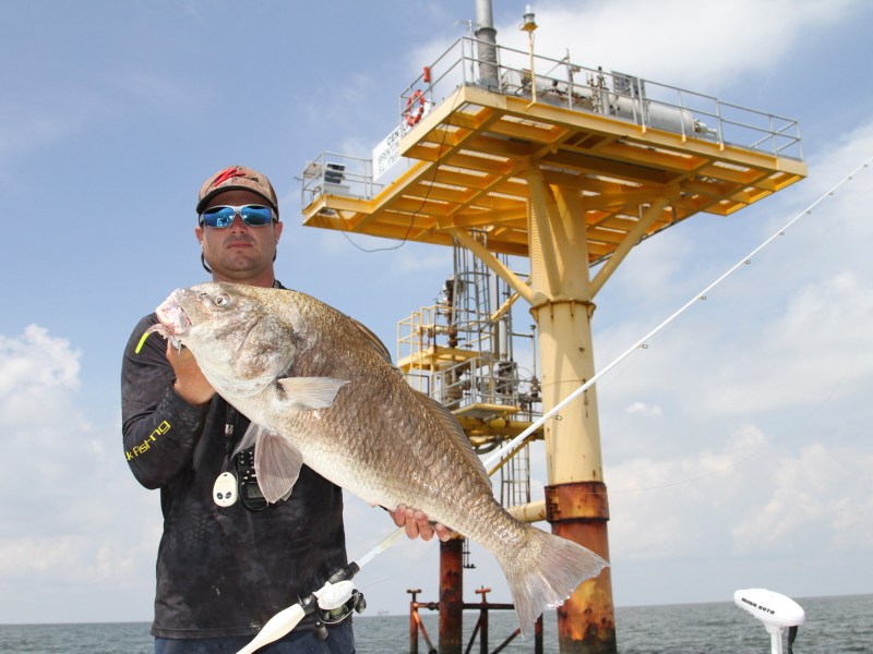black drum
