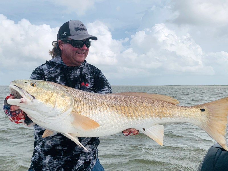 Giant bull redfish