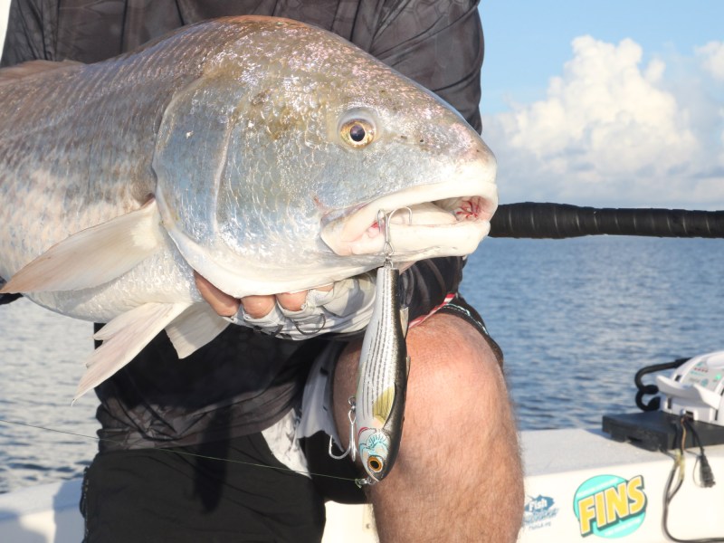 Redfish caught on a lure