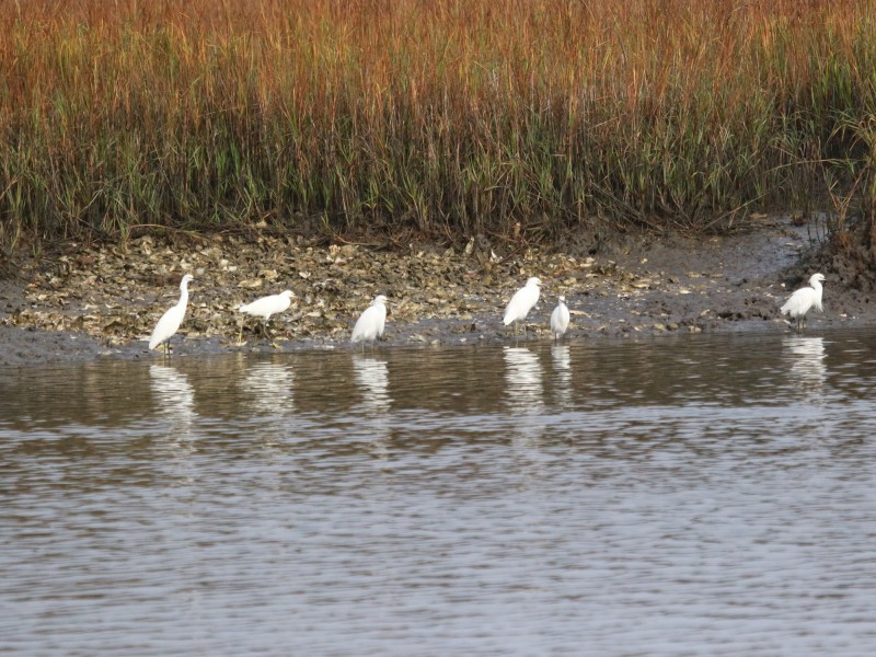 Marsh birds