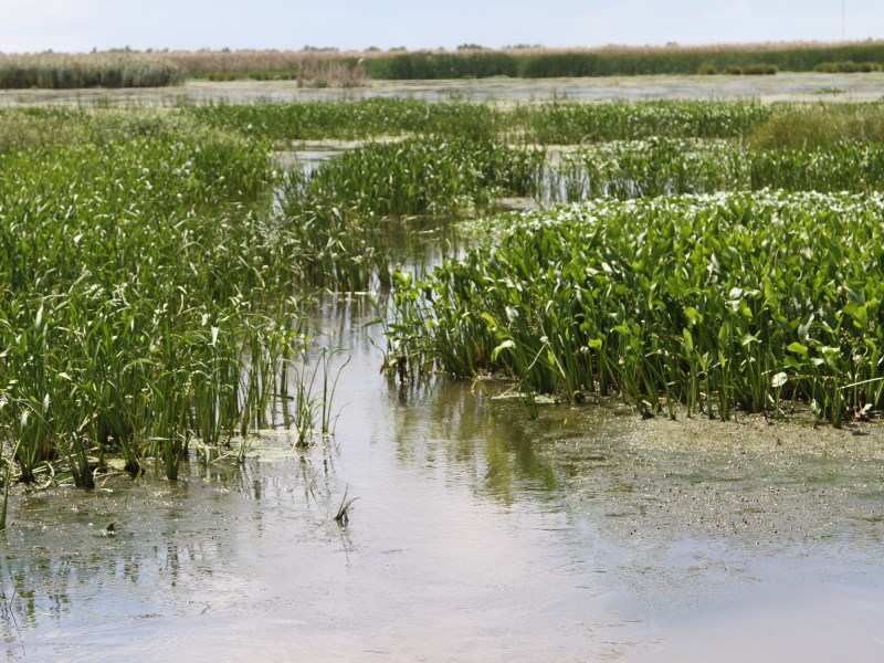 Salt marsh scenery