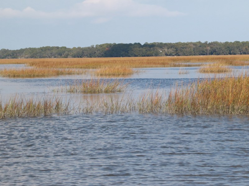 Salt marsh