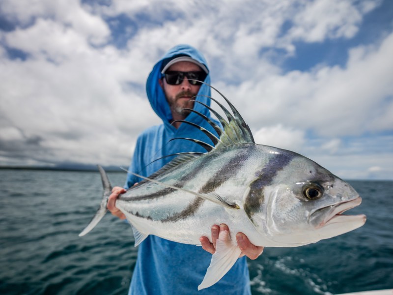 Roosterfish