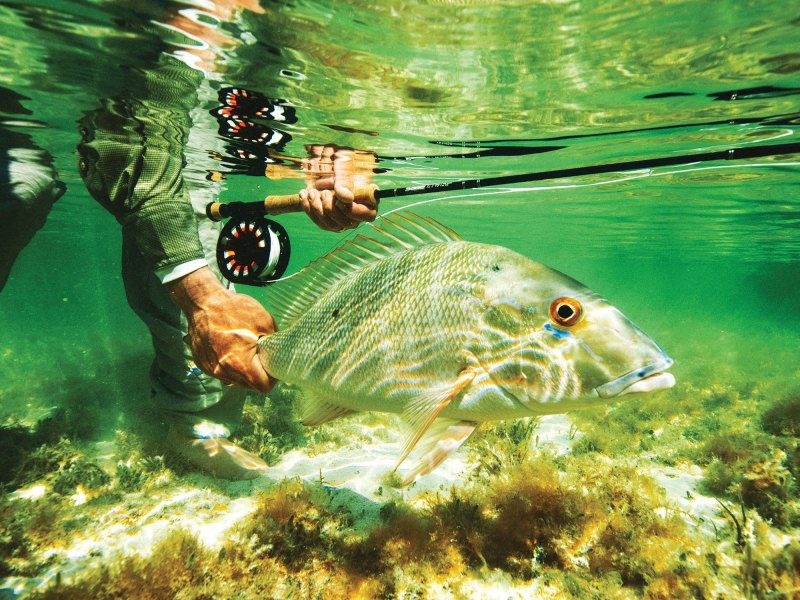 Mutton snapper caught on a fly