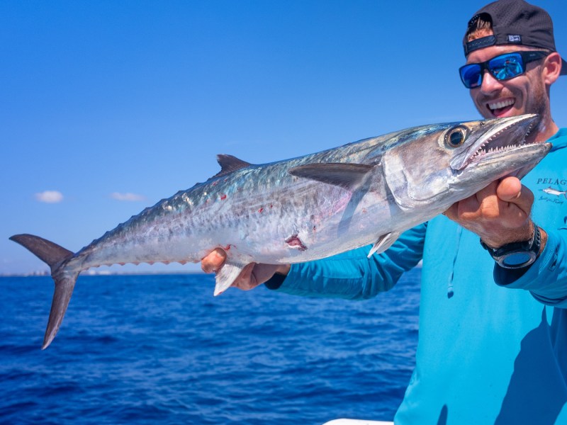 king mackerel