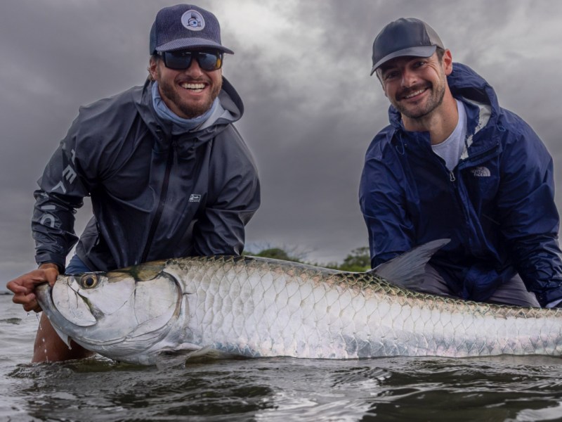 large tarpon