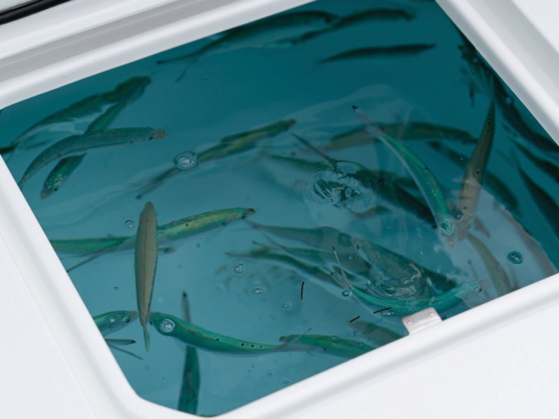 SPF626-SW-Livewell-1 Livewell with live bait on a fishing boat